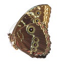 Butterfly isolated on white background. Morpho helenor peleides Royalty Free Stock Photo
