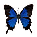 Butterfly : Papilio Ulysses