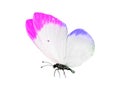butterfly isolated on white background. wings with purple, blue, green, red Royalty Free Stock Photo