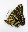 Butterfly isolated on white. Orange black nice butterfly Seokia pratti macro. Collection butterflies, Nymphalidae, Lepidoptera,