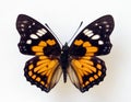 Butterfly isolated on white. Orange black nice butterfly Sephisa chandra macro. Collection butterflies, Nymphalidae, Lepidoptera,