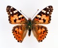 Butterfly isolated on white. Painted Lady Vanessa cardui orange black butterfly macro. Collection butterflies, nymphalidae Royalty Free Stock Photo