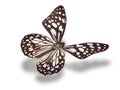Butterfly isolated on white. Royalty Free Stock Photo