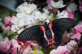 This butterfly its name Papilio Anchisiades Royalty Free Stock Photo