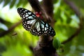 The butterfly in its natural habitat Royalty Free Stock Photo