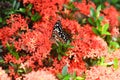 butterfly on Ixora chinensis Lamk, Ixora spp or Zephyranthes or West Indian Jasmine Royalty Free Stock Photo