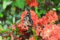 butterfly on Ixora chinensis Lamk, Ixora spp or Zephyranthes or West Indian Jasmine Royalty Free Stock Photo