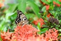 butterfly on Ixora chinensis Lamk, Ixora spp or Zephyranthes or West Indian Jasmine Royalty Free Stock Photo