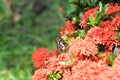 butterfly on Ixora chinensis Lamk, Ixora spp or Zephyranthes or West Indian Jasmine Royalty Free Stock Photo