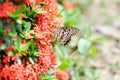 butterfly on Ixora chinensis Lamk, Ixora spp or Zephyranthes or West Indian Jasmine Royalty Free Stock Photo