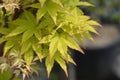 Butterfly Japanese Maple Royalty Free Stock Photo