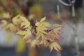 Butterfly Japanese Maple Royalty Free Stock Photo