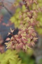 Butterfly Japanese Maple Royalty Free Stock Photo