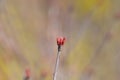 Butterfly Japanese Maple Royalty Free Stock Photo