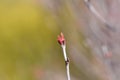 Butterfly Japanese Maple Royalty Free Stock Photo