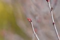 Butterfly Japanese Maple Royalty Free Stock Photo