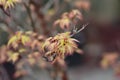 Butterfly Japanese Maple Royalty Free Stock Photo