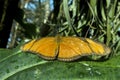 Butterfly Julia, Dryas iulia, detail,close up