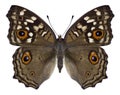 Butterfly Junonia lemonias Royalty Free Stock Photo