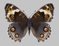 Butterfly Junonia orithya female Royalty Free Stock Photo