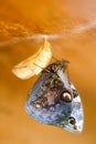A butterfly just came out of its cocoon. Royalty Free Stock Photo