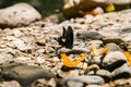 Butterfly at Kaeng Krachan National Park Royalty Free Stock Photo