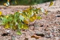 Butterfly at Kaeng Krachan National Park