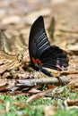 Butterfly at Kaeng Krachan National Park, Thailand Royalty Free Stock Photo