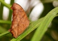 Butterfly(Kallima inachus) Royalty Free Stock Photo