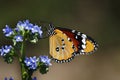 Butterfly at Kirstenbosch Royalty Free Stock Photo