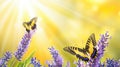 Butterfly Kiss Lavender Blooms Bathed in Sunlight Royalty Free Stock Photo
