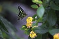 Butterfly kisses Royalty Free Stock Photo