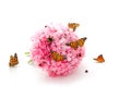 Butterfly, ladybirds and bumblebee on pink flowers Royalty Free Stock Photo
