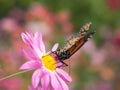 Butterfly landing on pink chrysanthemums Royalty Free Stock Photo