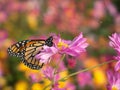 Profile of a beautiful butterfly on a pink Chrysanthemum flower Royalty Free Stock Photo