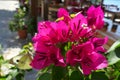 A butterfly lands on a blooming bougainvillea