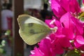 A butterfly lands on a blooming bougainvillea