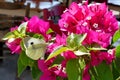 A butterfly lands on a blooming bougainvillea