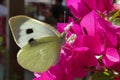 A butterfly lands on a blooming bougainvillea