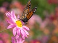 Butterfly lands on pink Chrysanthemum flower Royalty Free Stock Photo