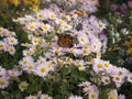 Butterfly lands on white Chrysanthemum flowers Royalty Free Stock Photo