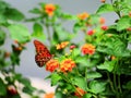 Butterfly on Lantana