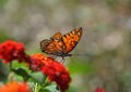 Butterfly on lantana