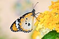 Butterfly on Lantana camara Royalty Free Stock Photo