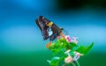 Butterfly on Lantana`s