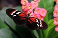 Butterfly Large common Postman Heliconius Melpomene Rosina Royalty Free Stock Photo
