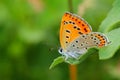 Butterfly - Large Copper (Lycaena dispar) Royalty Free Stock Photo