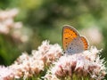 Butterfly Large copper Lycaena dispar on a blooming flower Royalty Free Stock Photo