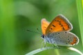Butterfly Large copper Lycaena dispar crawling on a leaf of green grass. Royalty Free Stock Photo