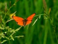 Butterfly Large copper Lycaena dispar Royalty Free Stock Photo